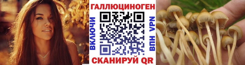 Псилоцибиновые грибы Psilocybine cubensis  Среднеуральск 
